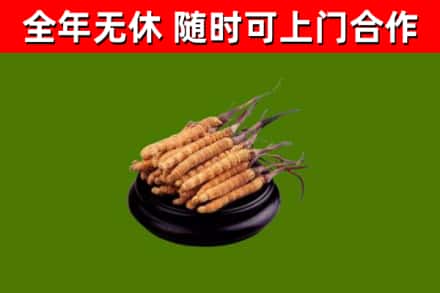 金川回收散虫草