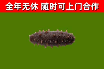 金川回收海参干